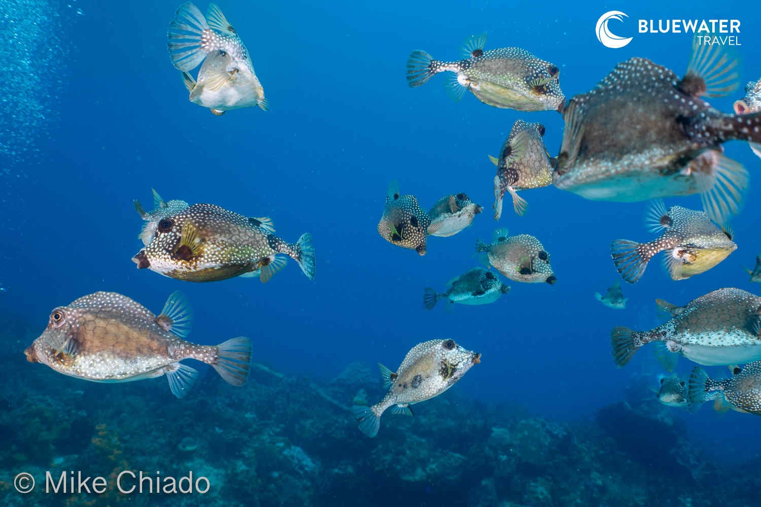 An aggregation of Trunkfish