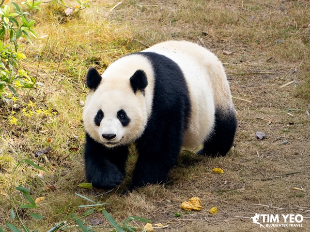 A panda walking along