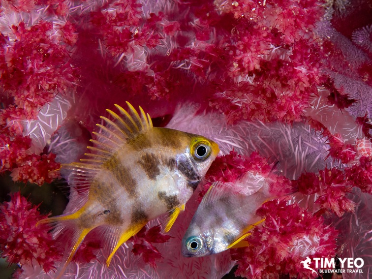 Two archerfish sheltering among vivid pink soft coral, Solomon Islands