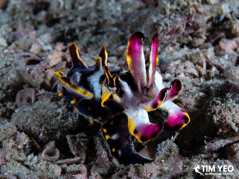 A Flamboyant Cuttlefish