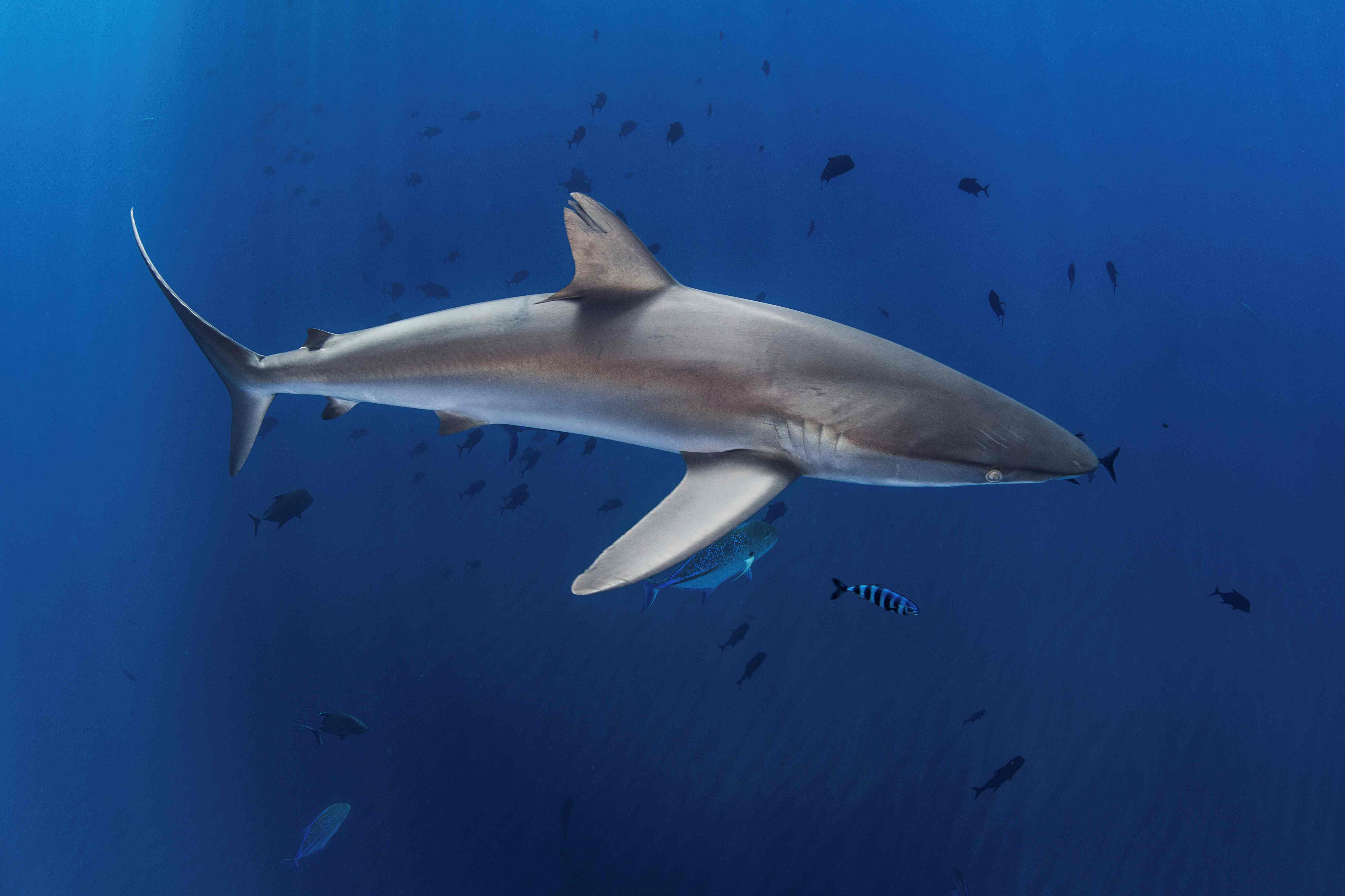 Silky Shark