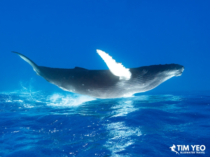 Humpback whale at the surface with a raised pectoral fin.