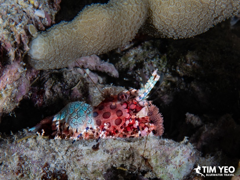 Colorful mantis shrimp resting on the reef at night