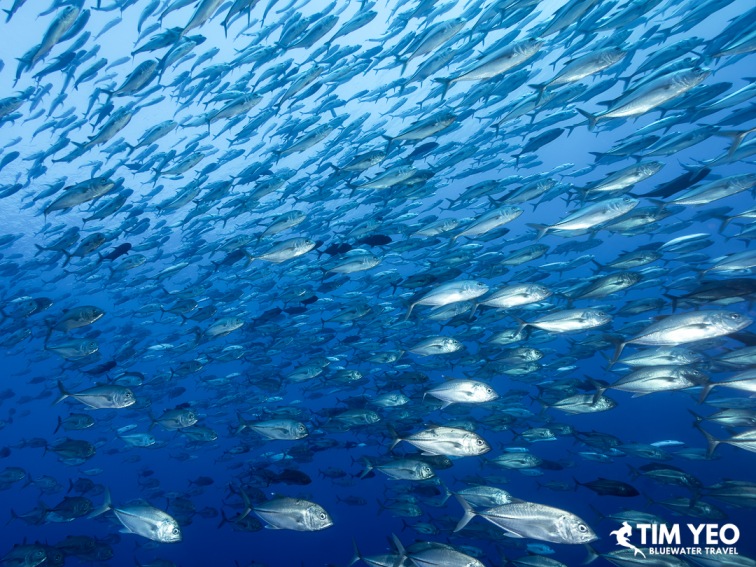 A large school of jacks circling above the reef at Tifore seamount.