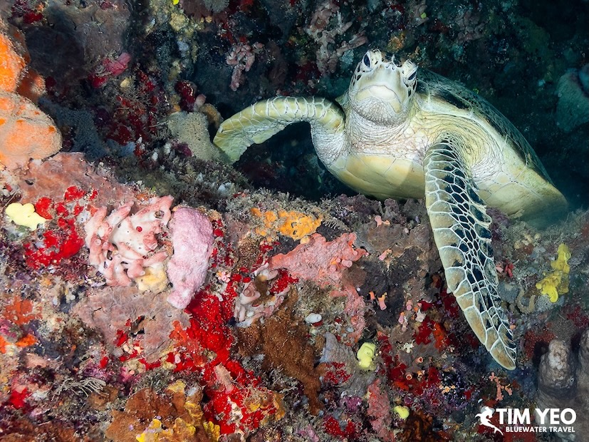 A sea turtle in its cove