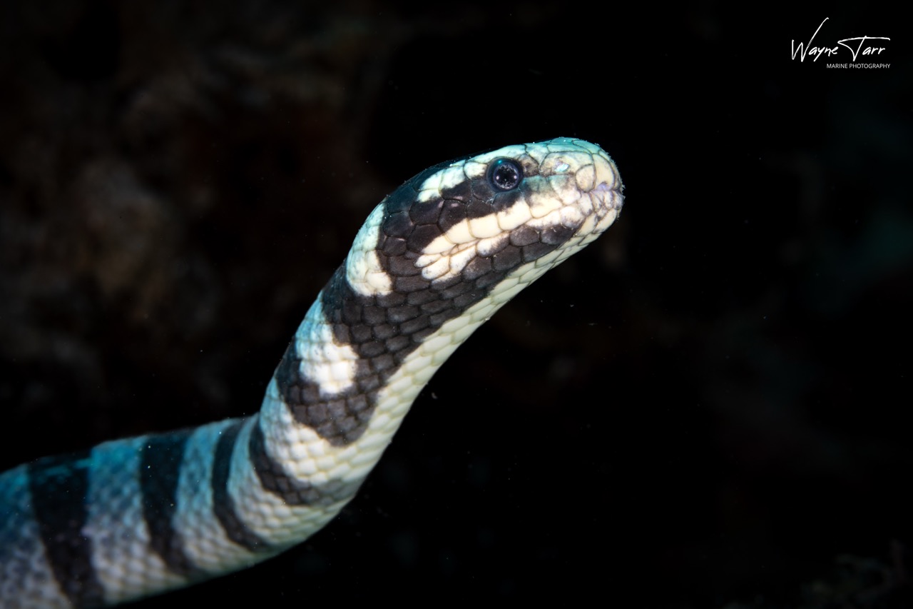A black and white sea snake