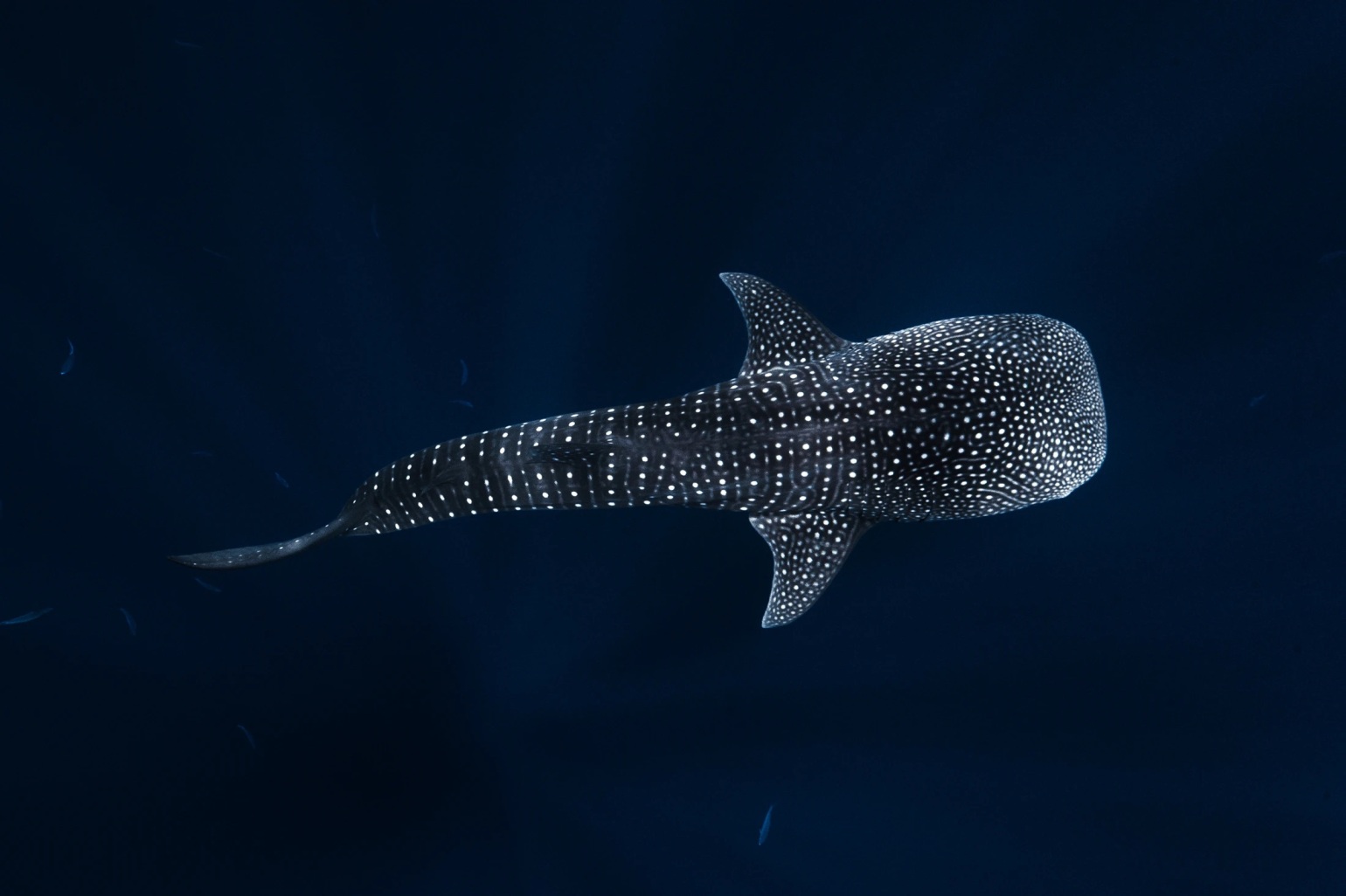 Whale shark swimming in the deep dark waters of Fuvahmulah, Maldives
