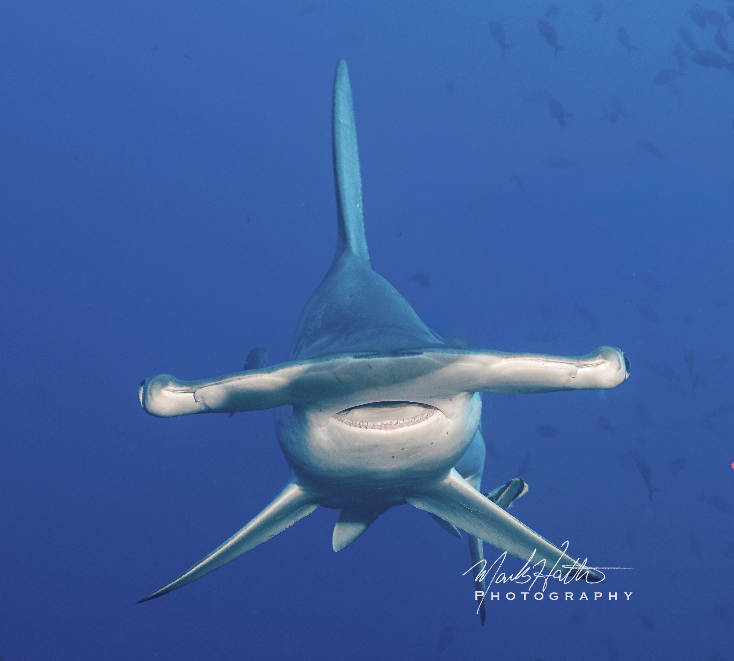 Shark photograph by Mark Hatter
