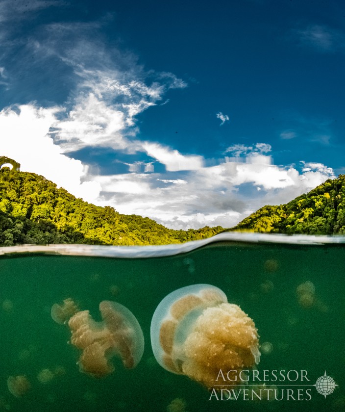 A jellyfish in a jellyfish lake, Palau Aggressor II