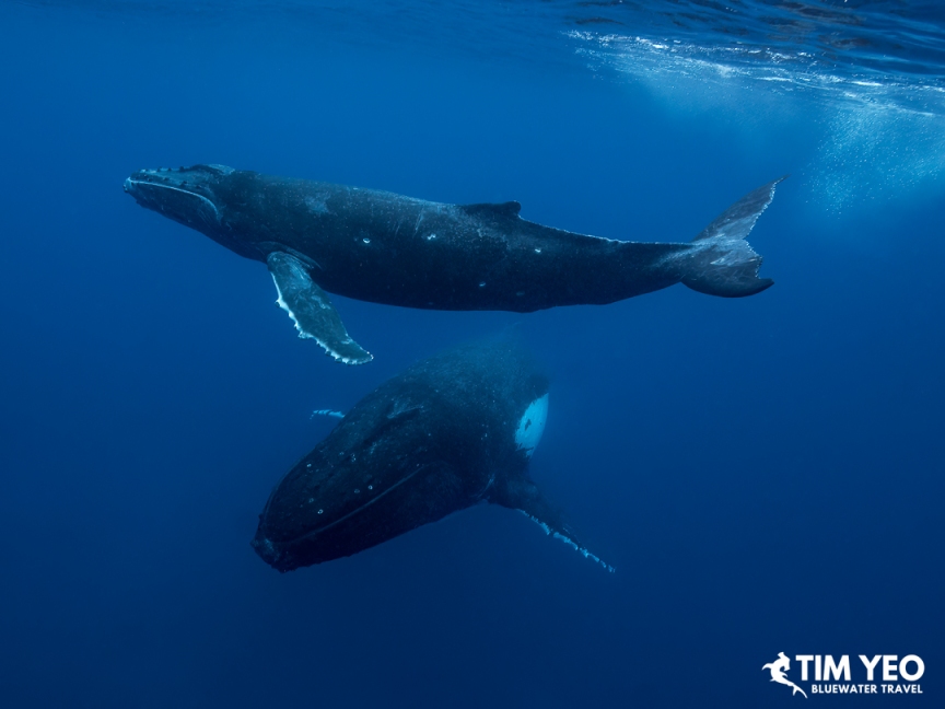 Two humpback whales, one above the other, in Moorea.