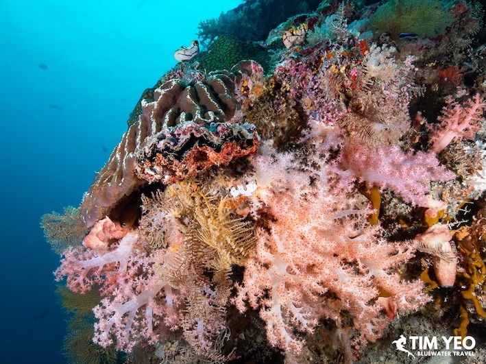 Beautiful corals and a clam
