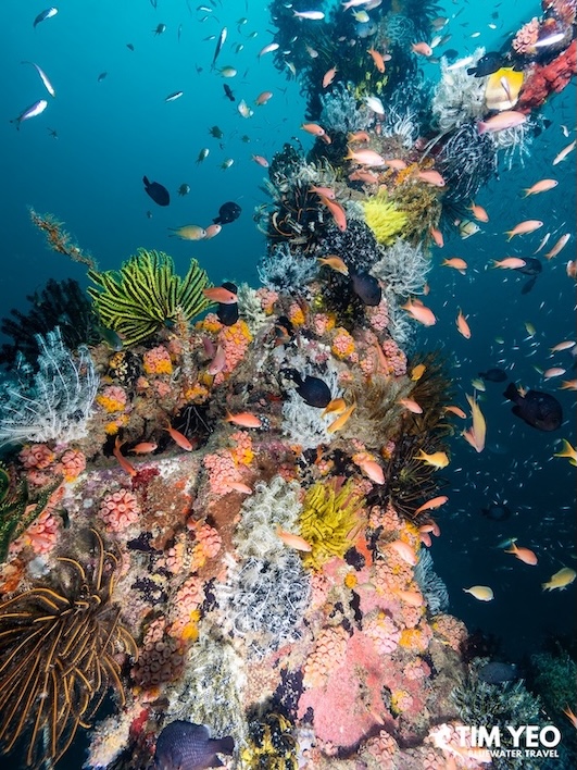 The Blue Liberty Wreck