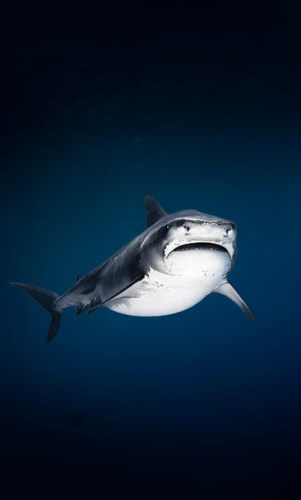 Tiger shark in Fuvahmulah
