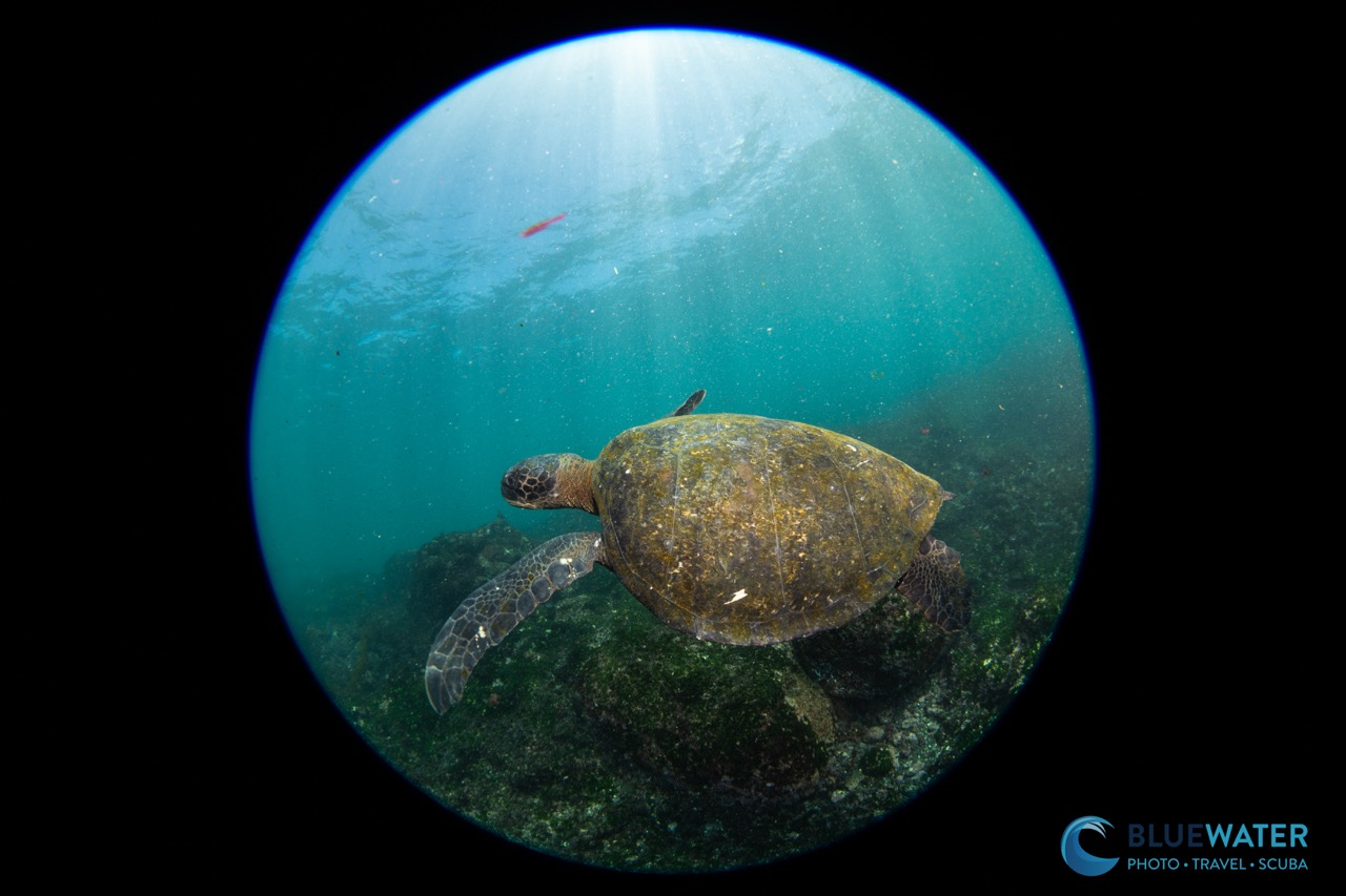 A large green sea turtle
