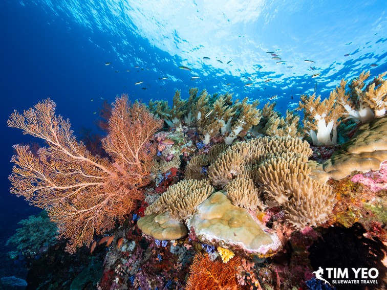 A healthy reef in Halmahera with orange sea fan coral and staghorn coral formations.