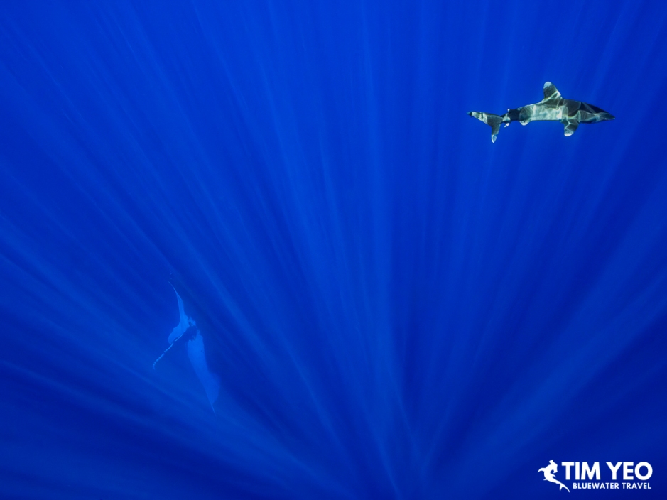 Distant oceanic whitetip shark in sunlit blue water.