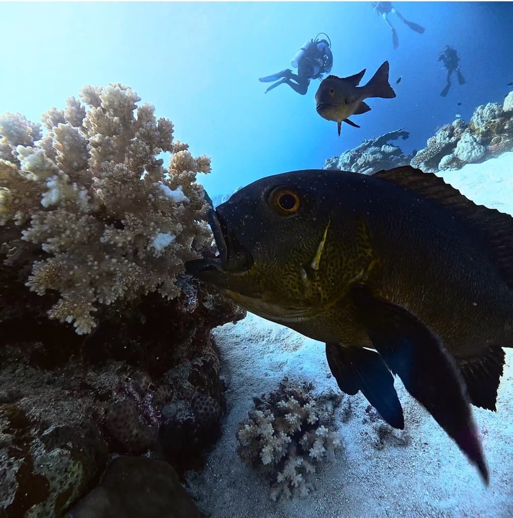 Close-up of a fish near coral, divers in background.