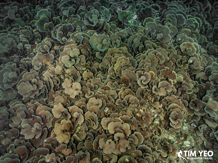 A dense field of cabbage coral covering the reef in Halmahera