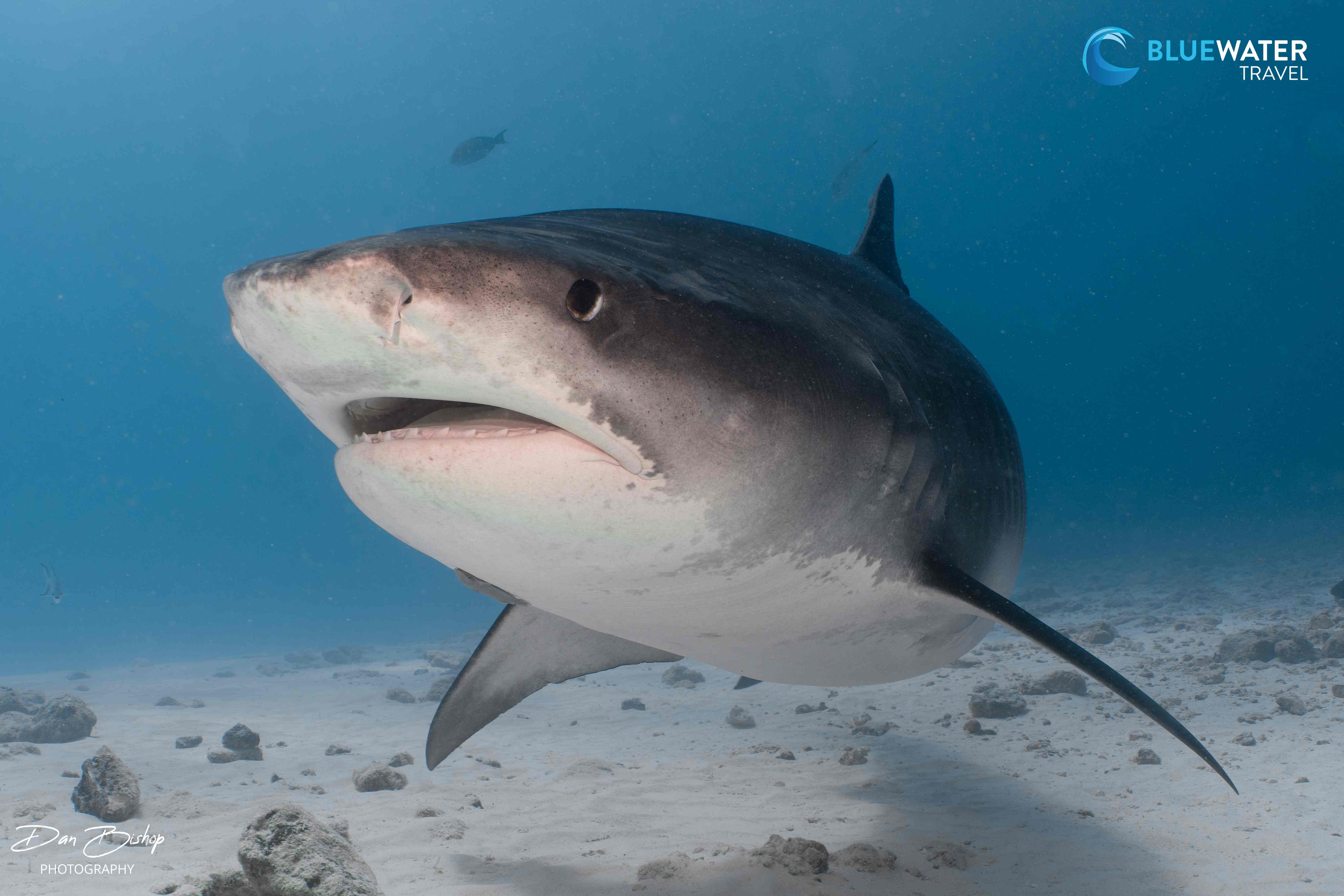 Tiger Shark