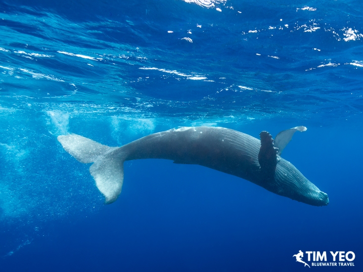 Humpback whale swimming near the surface, French Polynesia.