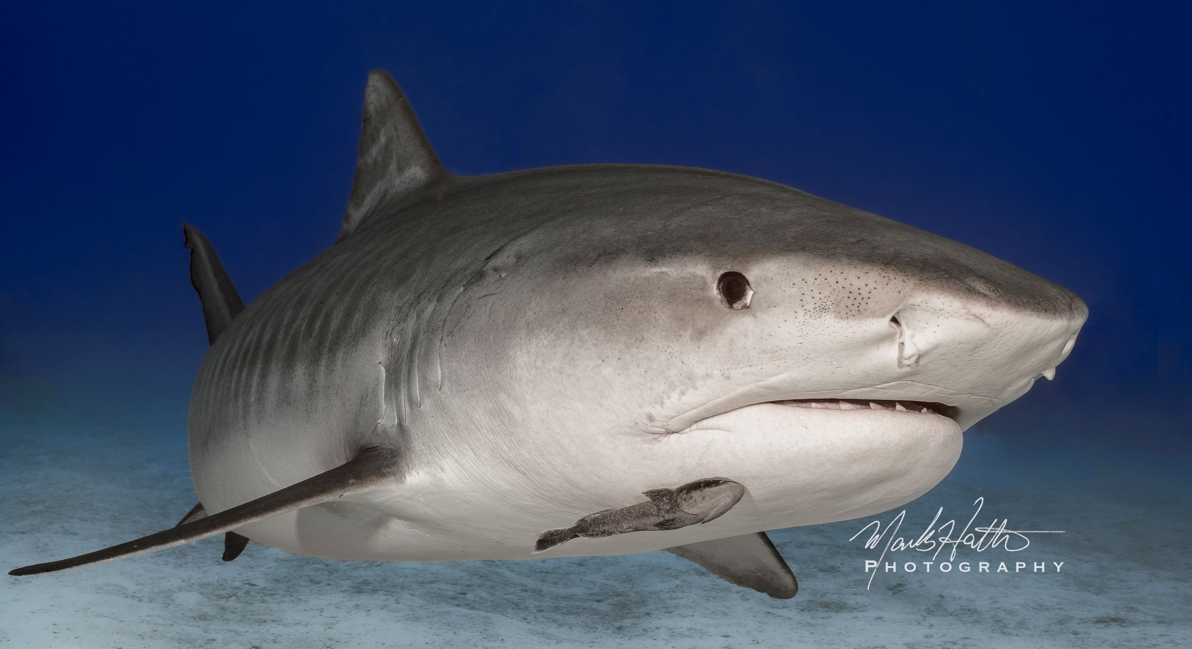 Shark photograph by Mark Hatter