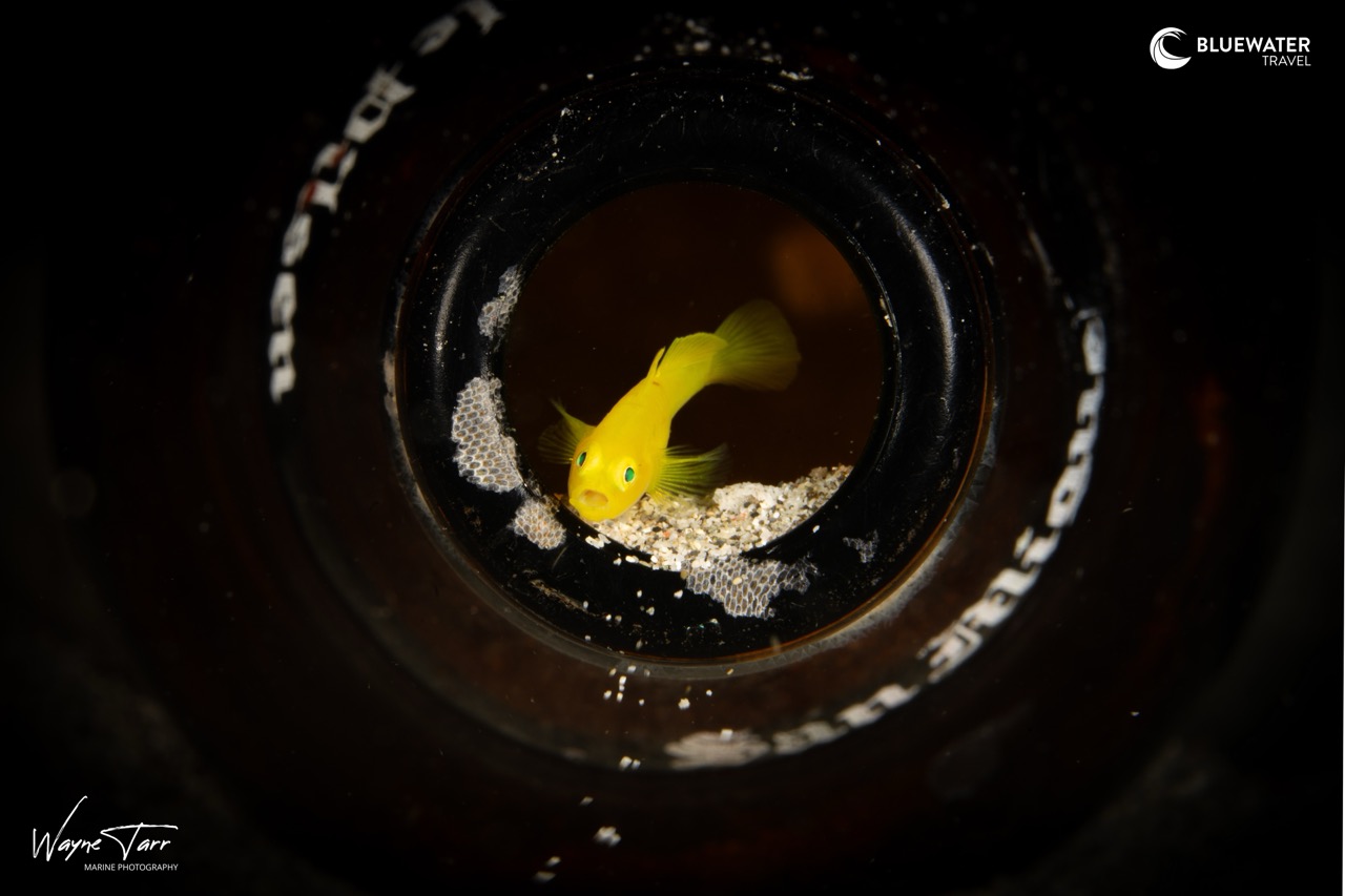 Small yellow critter in a bottle