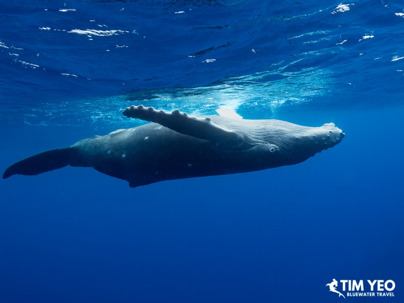 Playful humpback whale calf rolling on its side.