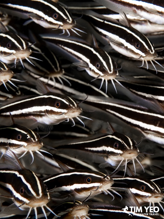 A tightly packed school of striped eel catfish underwater