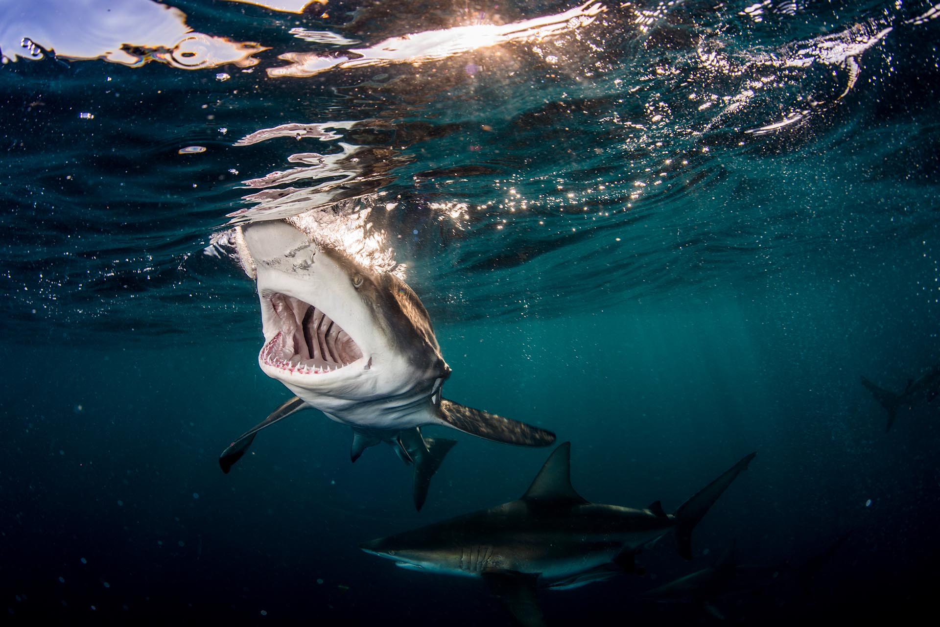 Oceanic blacktip shark in South Africa photographed by Anthony Grote