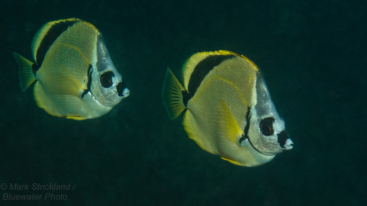 A couple of Barberfish