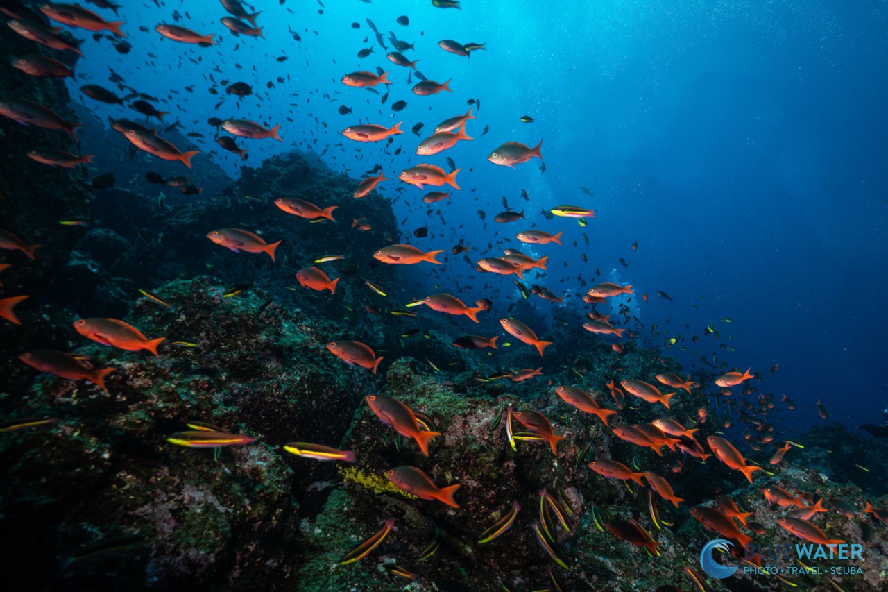 Vibrant marine life around a reef in the Galapagos