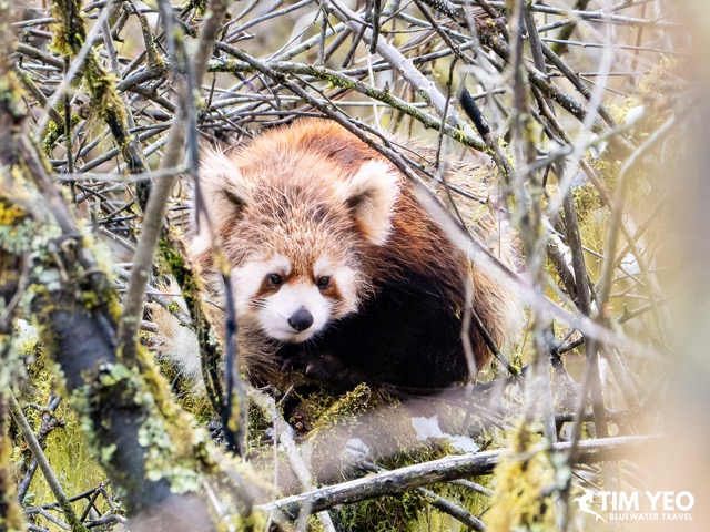 A red panda in a tree