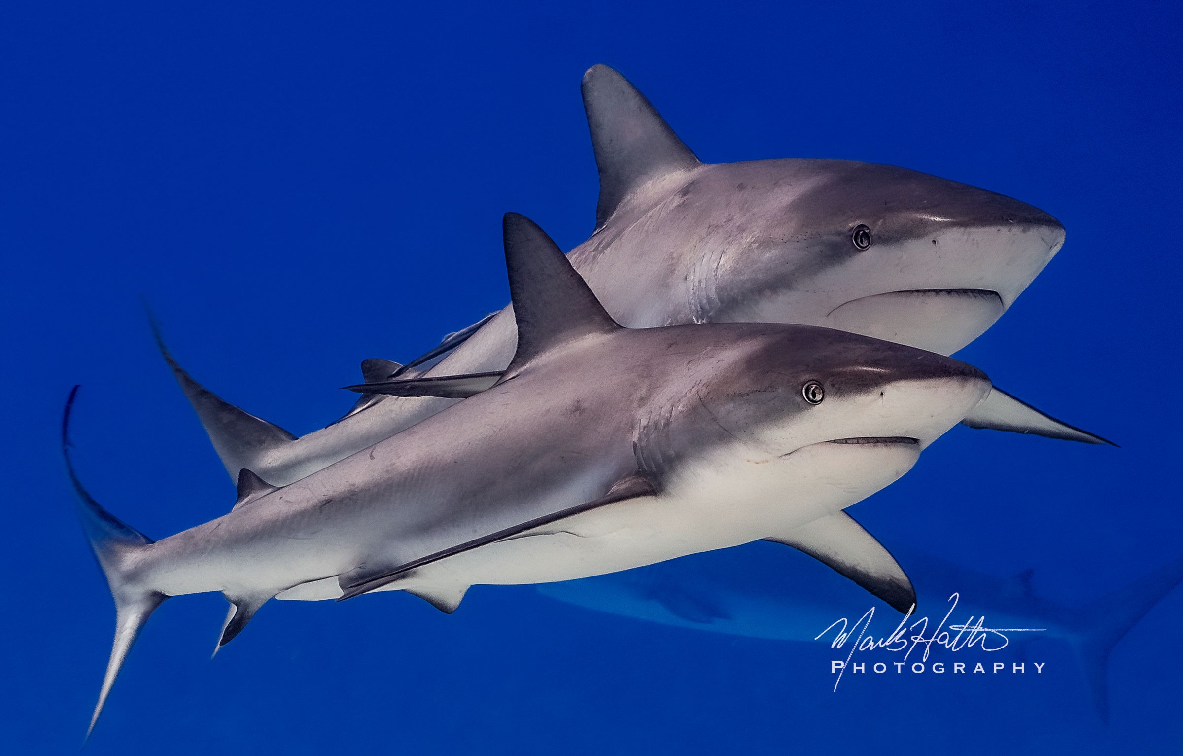 Shark photograph by Mark Hatter