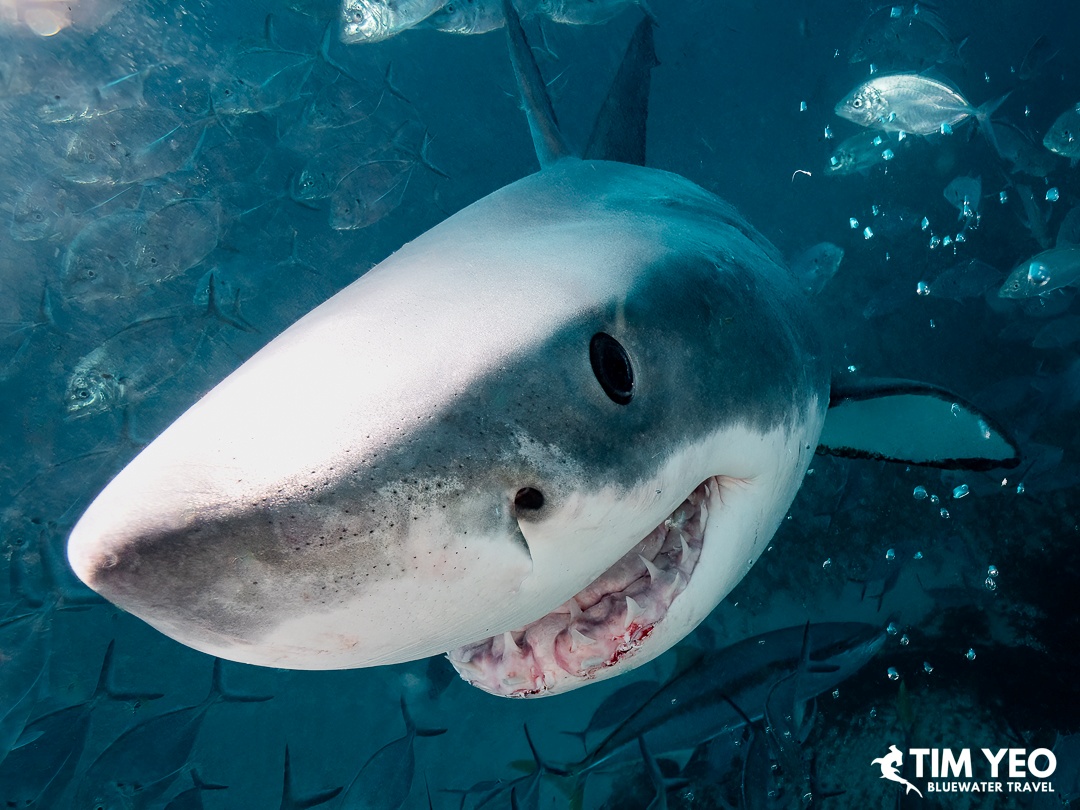 Great White Shark