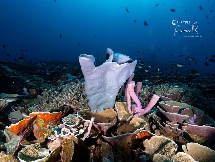 Beautiful corals underwater in Indonesia