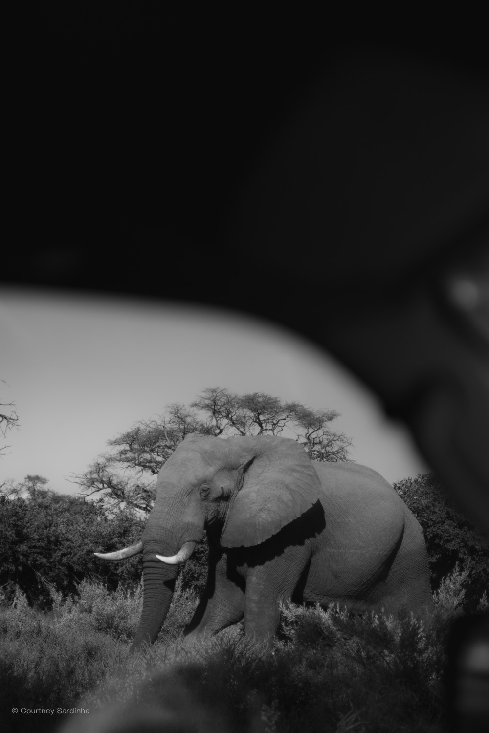 Black-and-white photo of an elephant walking through the bush, Botswana