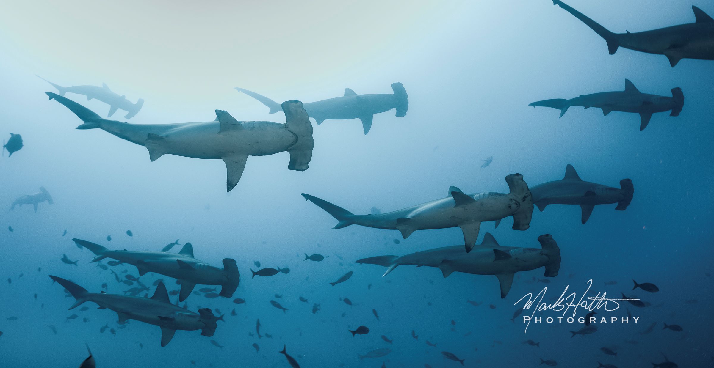 Shark photograph by Mark Hatter