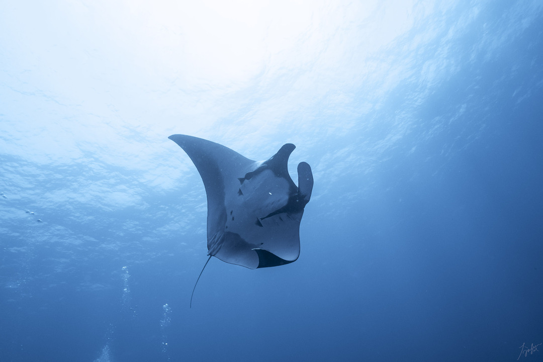 Oceanic manta ray in Fuvahmulah