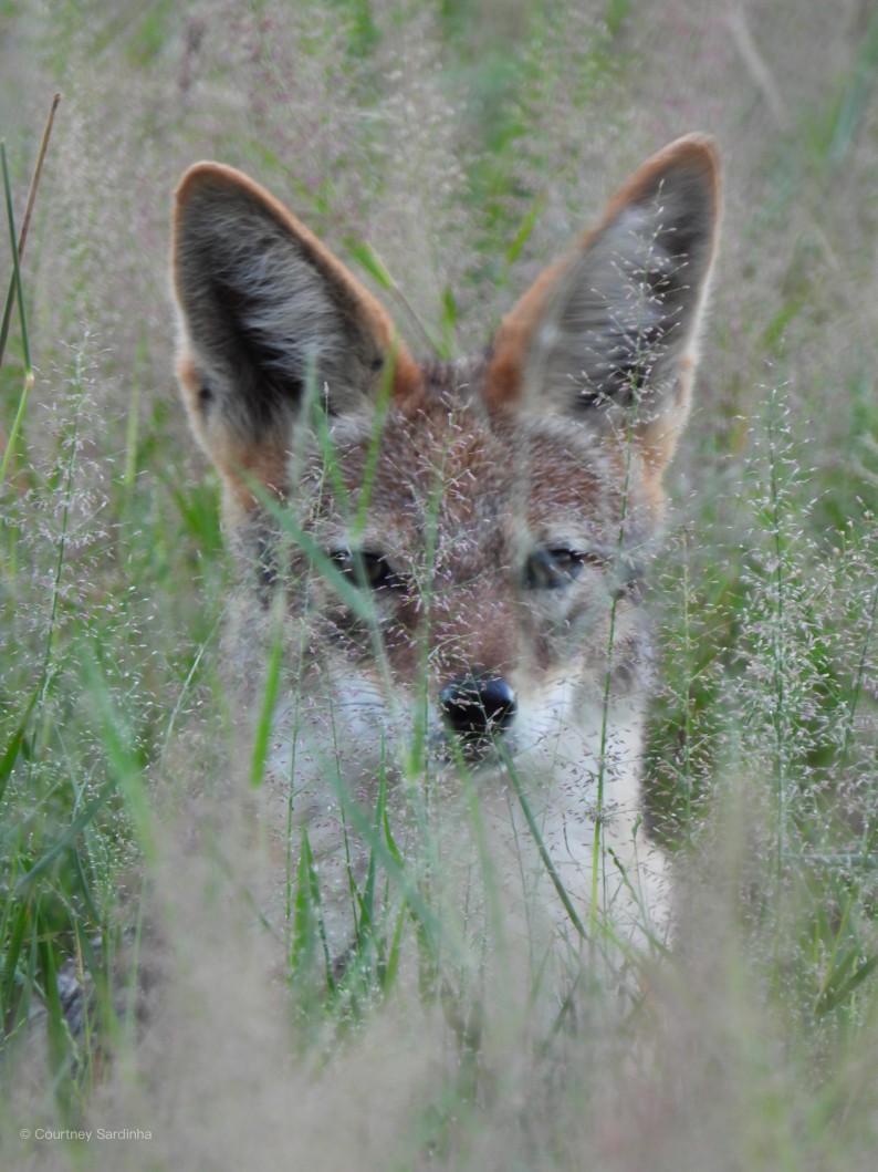Bat-eared fox looking out from tall grass, Botswana