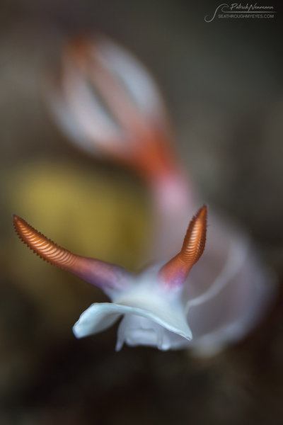 Solitude Acacia Dive Resort