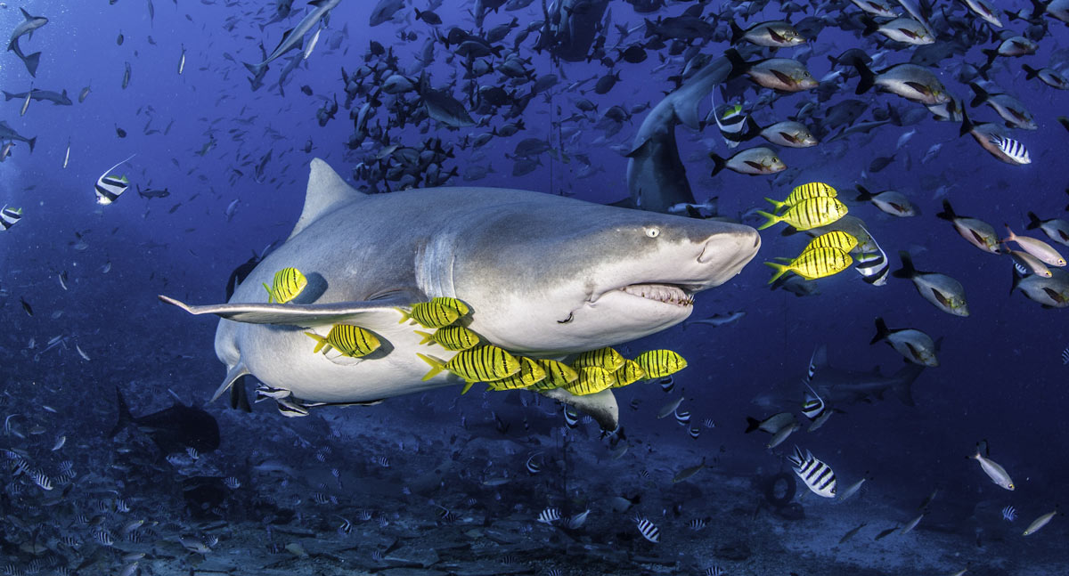 Shark in Beqa Lagoon - Waidroka Bay Resort
