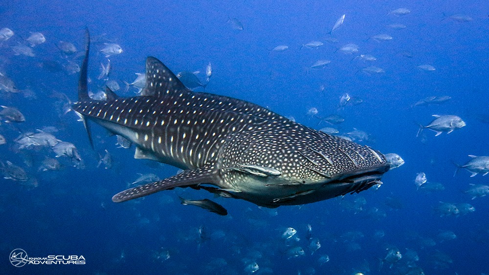 Whale shark sighting on a Manta Queen 3 liveaboard dive, North Andaman Sea Thailand.