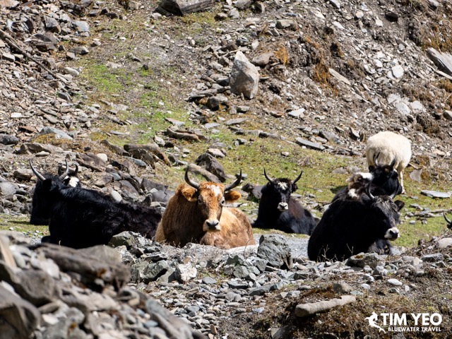 A herd of cows