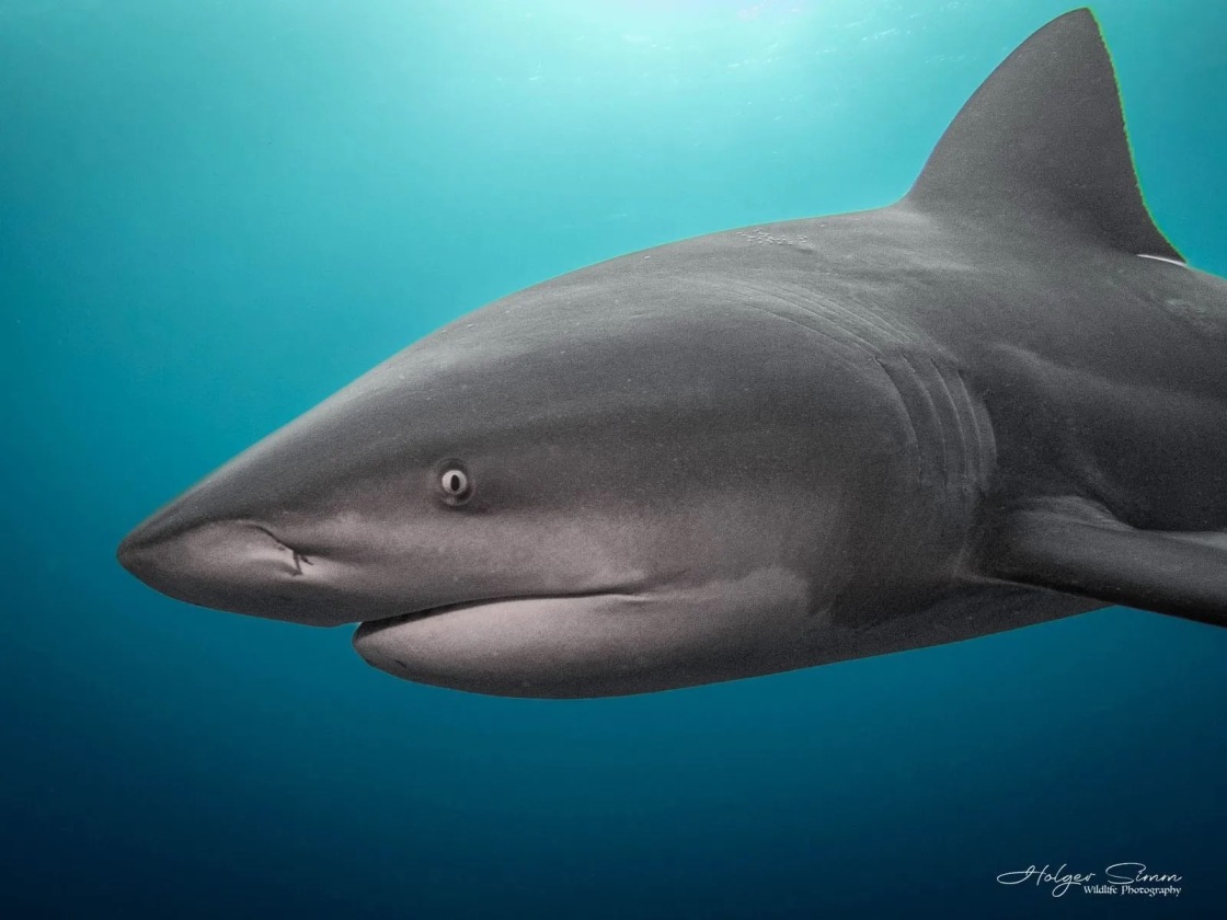 Close-up of a bull shark swimming at Protea Banks, South Africa