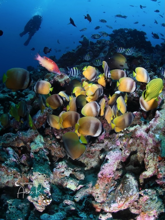 A school of Klein's butterflyfish