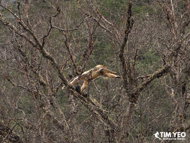 Golden snub nosed monkeys playing in the fores