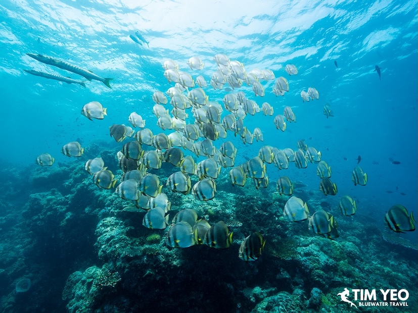Large school of orbicular batfish