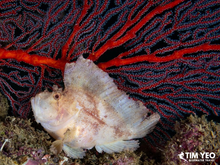 Camouflaged scorpionfish resting against a red sea fan