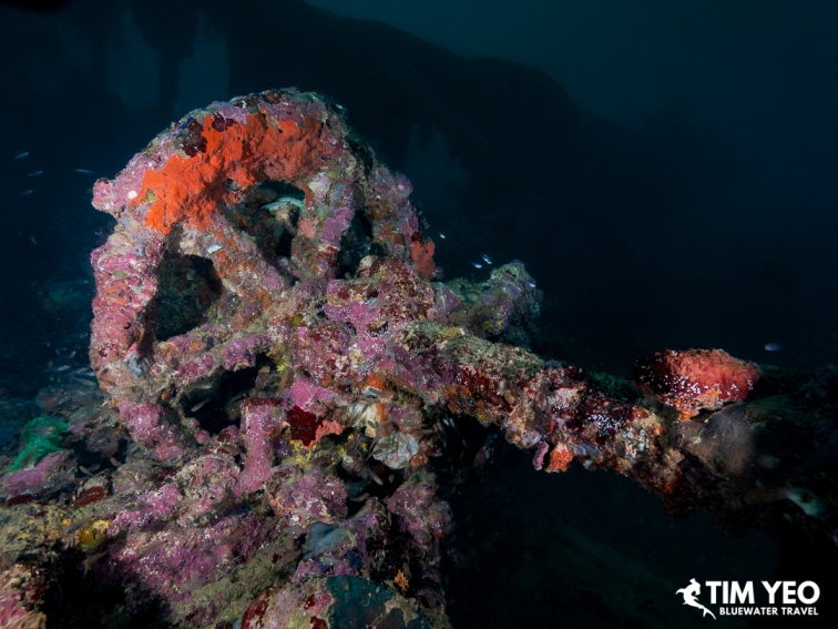 Coral-encrusted propeller on the Iwami Maru wreck, Solomon Islands