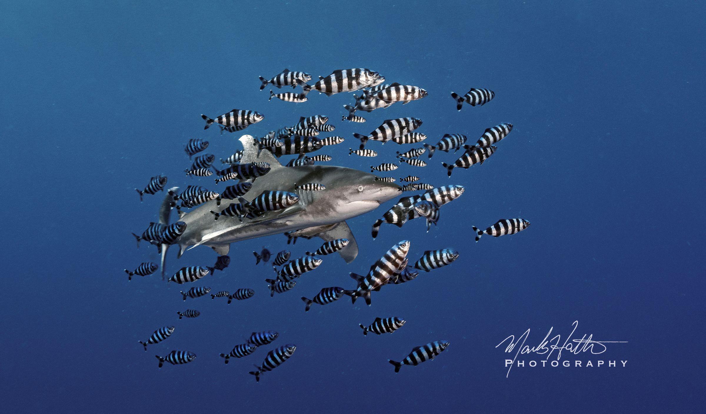 Shark photograph by Mark Hatter